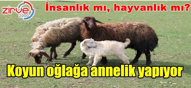 Koyundan insanlık dersi