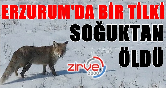 Yeni yılın ilk haberi