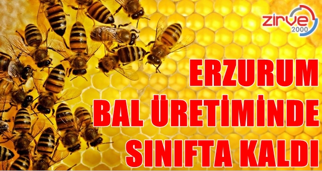 Erzurum ha bire düşüyor