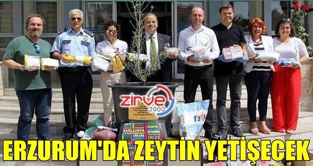 Erzurum’da zeytin yetişecek