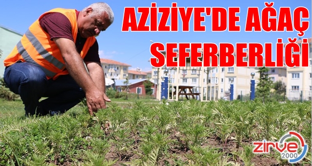 50 bin ağaç dikilecek