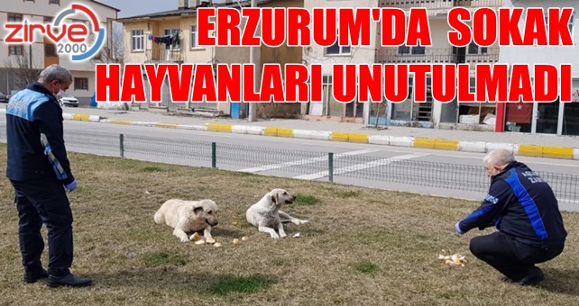 Sokak hayvanları unutulmadı
