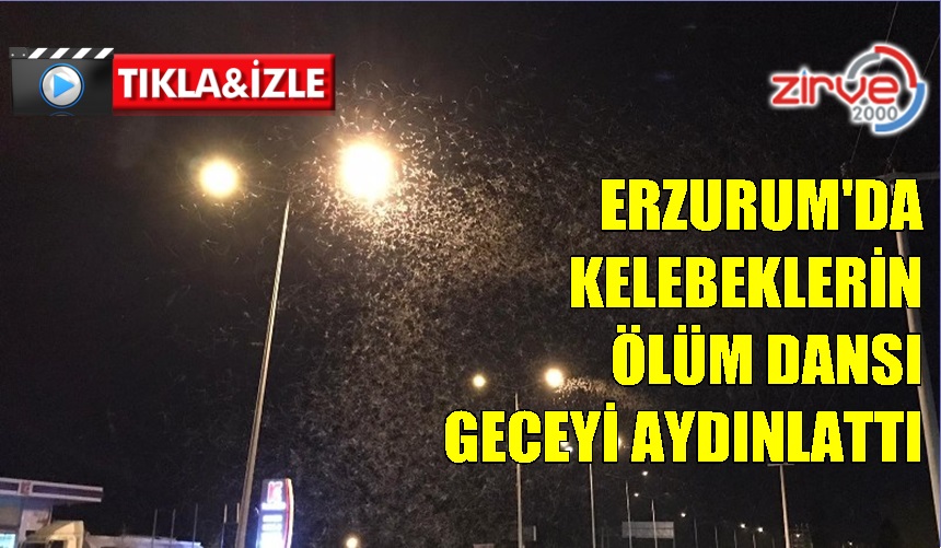 ERZURUM’DA KELEBEKLER ÖLÜM DANSI YAPTI