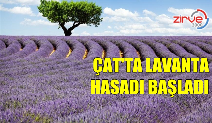 ERZURUM’U LAVANTA KOKUSU SARACAK