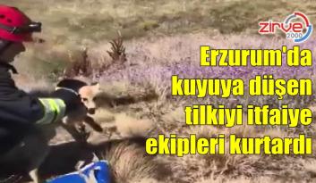 Kuyuya düşen tilkiyi itfaiye ekipleri kurtardı