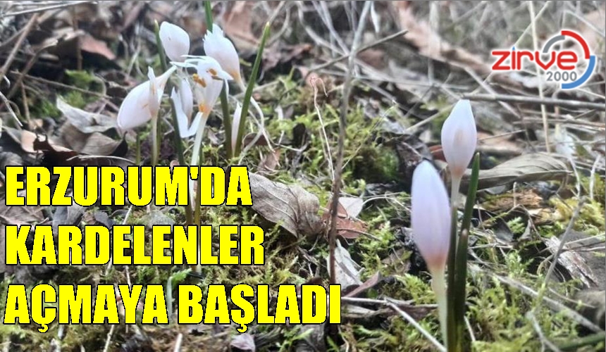 ŞUBAT’IN GÜLLERİ