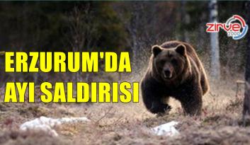 AYI SALDIRISI