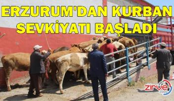 Erzurum’dan batı illerine kurbanlık sevkiyatı başladı