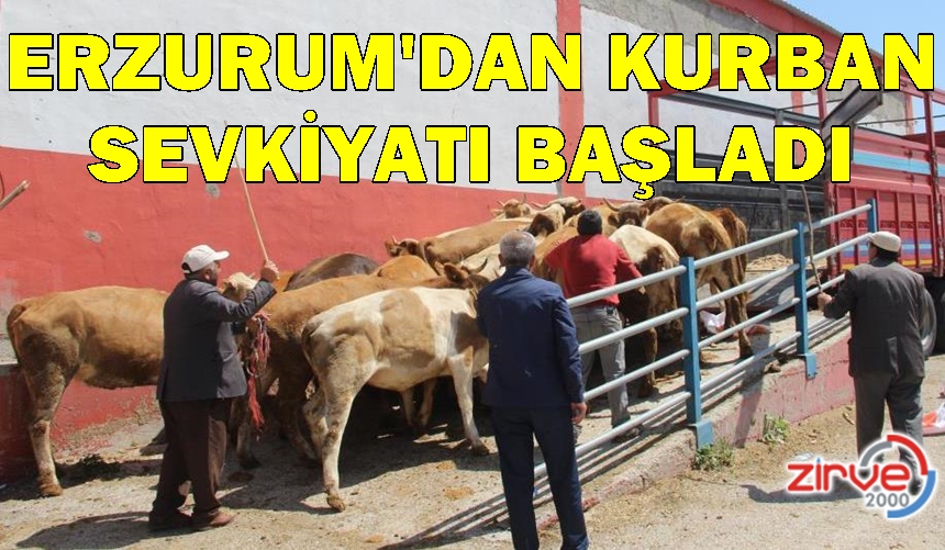 Erzurum’dan batı illerine kurbanlık sevkiyatı başladı