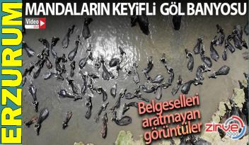 Erzurum’da mandaların keyifli göl banyosu