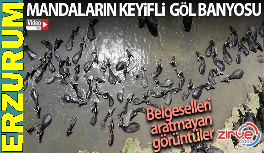 Erzurum’da mandaların keyifli göl banyosu