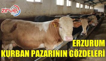 Hayvan pazarının gözdesi tonluk boğalar