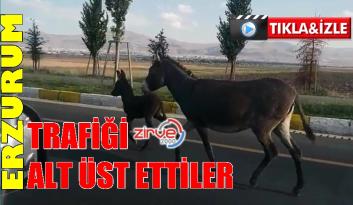 Eşek ve yavrusu sürücülere zor anlar yaşattı
