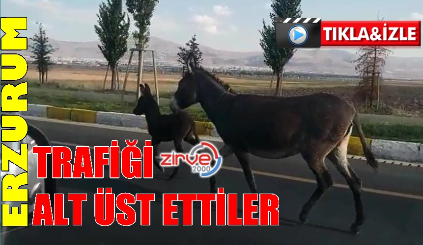 Eşek ve yavrusu sürücülere zor anlar yaşattı