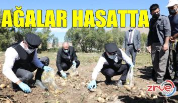 OKAY VE SEKMEN PATATES HASADI YAPTI