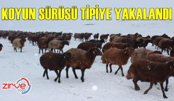Koyun sürüsü kar, tipiye yakalandı