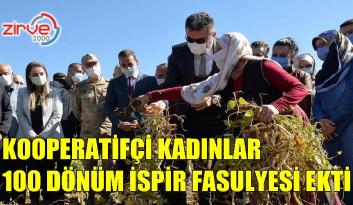 İSPİR FASULYESİ HASADI YAPILDI