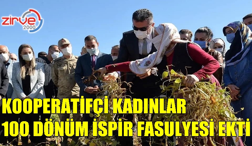 İSPİR FASULYESİ HASADI YAPILDI