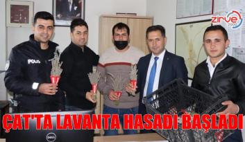 Çat ilçesinde lavanta hasadı yapıldı