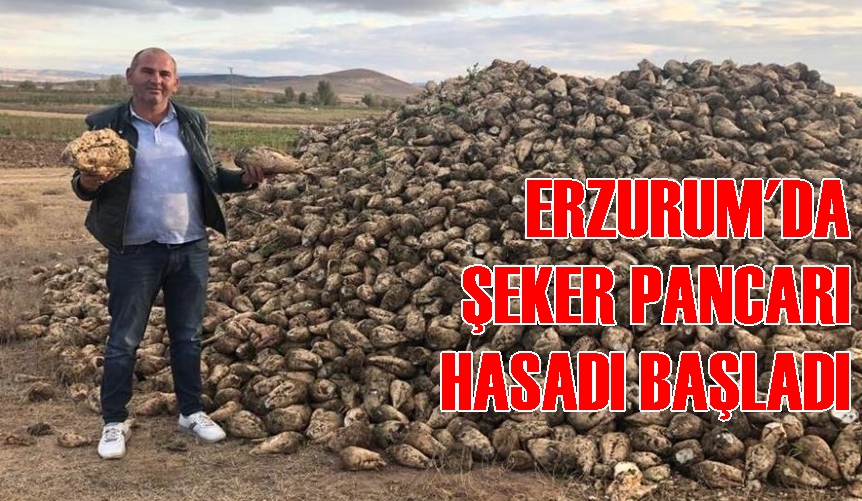 HASAT TELAŞI BAŞLADI