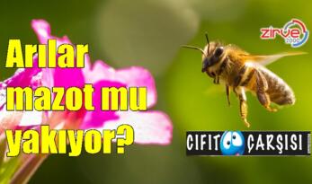 Arılar mazot mu yakıyor?