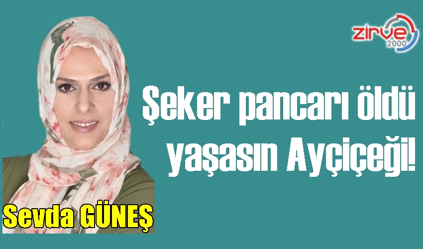 Şeker pancarı öldü, yaşasın Ayçiçeği!