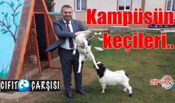 Kampüsün keçileri..