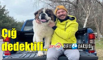İsveç’in kış köpeği Gofi, her an tetikte..