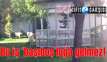 Bu iş ‘başıboş’luğa gelmez!