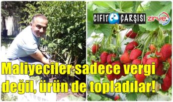 Maliyeciler vergi değil, ürün de topladılar!