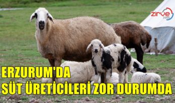 ERZURUMLU SÜT ÜRETİCİLERİ ZORDA