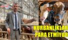 KURBAN PARA ETMİYOR