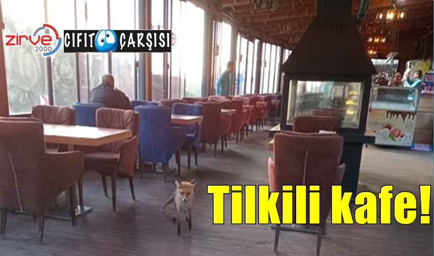Tilkili kafe!