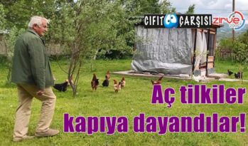 Aç tilkiler kapıya dayandılar!