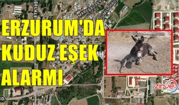 ERZURUM’DA KUDUZ ALARMI