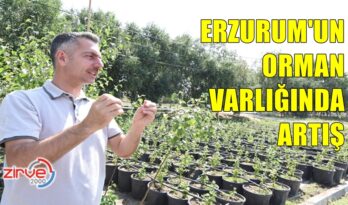 77 BİN FUTBOL SAHASI BÜYÜKLÜĞÜNDE