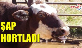 ŞAP HASTALIĞI HORTLADI