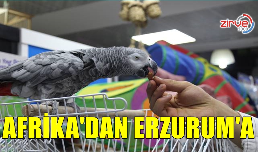 ÇİKO YENİ SAHİBİNİ BEKLİYOR