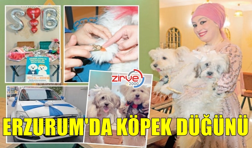 ERZURUM’DA KÖPEK DÜĞÜNÜ