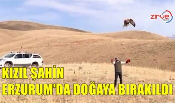 KIZIL ŞAHİN DOĞAYA UÇTU