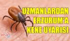ERZURUM İÇİN KENE UYARISI