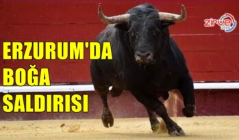 BOĞANIN SALDIRISINA UĞRADI